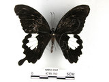 中文名:台灣白紋鳳蝶(4219-782)學名:Papilio nephelusFruhstorfer subsp. chaonulus(4219-782)