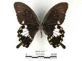 中文名:台灣白紋鳳蝶(4219-649)學名:Papilio nephelusFruhstorfer subsp. chaonulus(4219-649)
