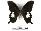 中文名:台灣白紋鳳蝶(4219-649)學名:Papilio nephelusFruhstorfer subsp. chaonulus(4219-649)