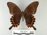 中文名:大琉璃鳳蝶(1282-18344)學名:Papilio parisShirozu subsp. nakaharai(1282-18344)