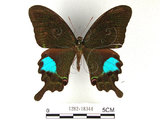 中文名:大琉璃鳳蝶(1282-18344)學名:Papilio parisShirozu subsp. nakaharai(1282-18344)