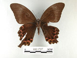 中文名:大琉璃鳳蝶(1282-17327)學名:Papilio parisShirozu subsp. nakaharai(1282-17327)