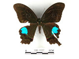 中文名:大琉璃鳳蝶(1282-17327)學名:Papilio parisShirozu subsp. nakaharai(1282-17327)