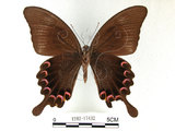 中文名:大琉璃鳳蝶(1282-17432)學名:Papilio parisShirozu subsp. nakaharai(1282-17432)