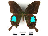 中文名:大琉璃鳳蝶(1282-17432)學名:Papilio parisShirozu subsp. nakaharai(1282-17432)