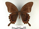 中文名:大琉璃鳳蝶(1282-17395)學名:Papilio parisShirozu subsp. nakaharai(1282-17395)