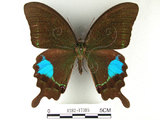 中文名:大琉璃鳳蝶(1282-17395)學名:Papilio parisShirozu subsp. nakaharai(1282-17395)