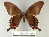 中文名:大琉璃鳳蝶(1282-17358)學名:Papilio parisShirozu subsp. nakaharai(1282-17358)