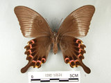 中文名:大琉璃鳳蝶(1282-17574)學名:Papilio parisShirozu subsp. nakaharai(1282-17574)
