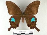 中文名:大琉璃鳳蝶(1282-17574)學名:Papilio parisShirozu subsp. nakaharai(1282-17574)