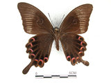 中文名:大琉璃鳳蝶(1282-17285)學名:Papilio parisShirozu subsp. nakaharai(1282-17285)