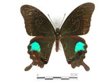 中文名:大琉璃鳳蝶(1282-17285)學名:Papilio parisShirozu subsp. nakaharai(1282-17285)