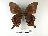 中文名:大琉璃鳳蝶(2909-809)學名:Papilio parisShirozu subsp. nakaharai(2909-809)
