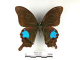 中文名:大琉璃鳳蝶(2909-809)學名:Papilio parisShirozu subsp. nakaharai(2909-809)