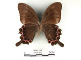 中文名:大琉璃鳳蝶(2909-498)學名:Papilio parisShirozu subsp. nakaharai(2909-498)