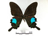 中文名:大琉璃鳳蝶(2909-498)學名:Papilio parisShirozu subsp. nakaharai(2909-498)