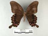 中文名:大琉璃鳳蝶(2909-1116)學名:Papilio parisShirozu subsp. nakaharai(2909-1116)