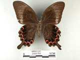 中文名:大琉璃鳳蝶(2909-753)學名:Papilio parisShirozu subsp. nakaharai(2909-753)