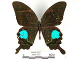 中文名:大琉璃鳳蝶(2909-753)學名:Papilio parisShirozu subsp. nakaharai(2909-753)