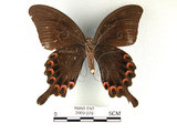 中文名:大琉璃鳳蝶(2909-976)學名:Papilio parisShirozu subsp. nakaharai(2909-976)