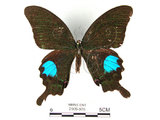 中文名:大琉璃鳳蝶(2909-976)學名:Papilio parisShirozu subsp. nakaharai(2909-976)