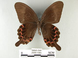 中文名:大琉璃鳳蝶(2909-1091)學名:Papilio parisShirozu subsp. nakaharai(2909-1091)