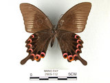 中文名:大琉璃鳳蝶(2909-112)學名:Papilio parisShirozu subsp. nakaharai(2909-112)