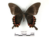 中文名:大琉璃鳳蝶(3872-203)學名:Papilio parisShirozu subsp. nakaharai(3872-203)