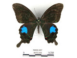 中文名:大琉璃鳳蝶(3872-203)學名:Papilio parisShirozu subsp. nakaharai(3872-203)
