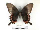 中文名:大琉璃鳳蝶(4219-668)學名:Papilio parisShirozu subsp. nakaharai(4219-668)
