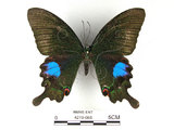 中文名:大琉璃鳳蝶(4219-668)學名:Papilio parisShirozu subsp. nakaharai(4219-668)