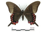 中文名:大琉璃鳳蝶(4219-960)學名:Papilio parisShirozu subsp. nakaharai(4219-960)