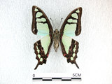 中文名:寬青帶鳳蝶(2909-1442)學名:Graphium cloanthus(Fruhstorfer) subsp. kuge(2909-1442)