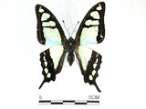 中文名:寬青帶鳳蝶(2909-1442)學名:Graphium cloanthus(Fruhstorfer) subsp. kuge(2909-1442)