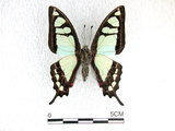 中文名:寬青帶鳳蝶(2909-1452)學名:Graphium cloanthus(Fruhstorfer) subsp. kuge(2909-1452)