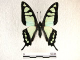 中文名:寬青帶鳳蝶(2909-1452)學名:Graphium cloanthus(Fruhstorfer) subsp. kuge(2909-1452)