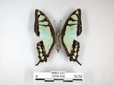 中文名:寬青帶鳳蝶(2909-280)學名:Graphium cloanthus(Fruhstorfer) subsp. kuge(2909-280)