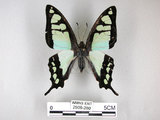 中文名:寬青帶鳳蝶(2909-280)學名:Graphium cloanthus(Fruhstorfer) subsp. kuge(2909-280)