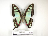 中文名:寬青帶鳳蝶(2909-358)學名:Graphium cloanthus(Fruhstorfer) subsp. kuge(2909-358)