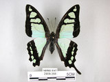 中文名:寬青帶鳳蝶(2909-358)學名:Graphium cloanthus(Fruhstorfer) subsp. kuge(2909-358)