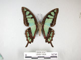 中文名:寬青帶鳳蝶(2909-1064)學名:Graphium cloanthus(Fruhstorfer) subsp. kuge(2909-1064)