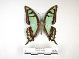 中文名:寬青帶鳳蝶(2909-1608)學名:Graphium cloanthus(Fruhstorfer) subsp. kuge(2909-1608)