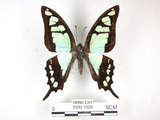 中文名:寬青帶鳳蝶(2909-1608)學名:Graphium cloanthus(Fruhstorfer) subsp. kuge(2909-1608)