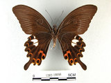 中文名:白紋鳳蝶(1282-18068)學名:Papilio helenusFruhstorfer subsp. fortunius(1282-18068)