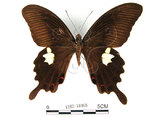 中文名:白紋鳳蝶(1282-18068)學名:Papilio helenusFruhstorfer subsp. fortunius(1282-18068)