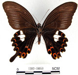 中文名:白紋鳳蝶(1282-18050)學名:Papilio helenusFruhstorfer subsp. fortunius(1282-18050)