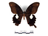 中文名:白紋鳳蝶(1282-18050)學名:Papilio helenusFruhstorfer subsp. fortunius(1282-18050)