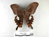 中文名:白紋鳳蝶(1282-18225)學名:Papilio helenusFruhstorfer subsp. fortunius(1282-18225)