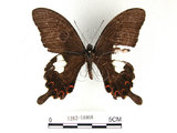 中文名:白紋鳳蝶(1282-18060)學名:Papilio helenusFruhstorfer subsp. fortunius(1282-18060)