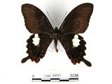 中文名:白紋鳳蝶(1282-18083)學名:Papilio helenusFruhstorfer subsp. fortunius(1282-18083)